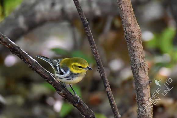 Black-throated Green Warbler 9-28-17