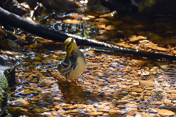 Black-throated Green Warbler 9-28-17