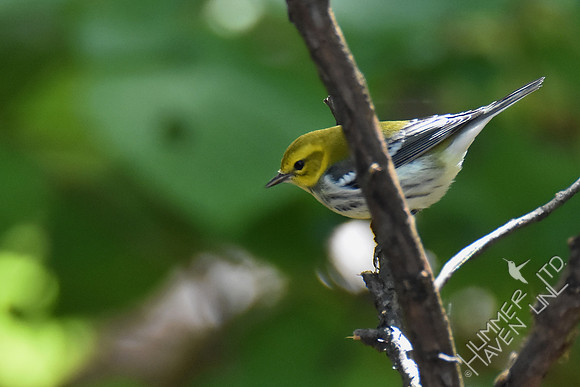 Black-throated Green Warbler 9-28-17