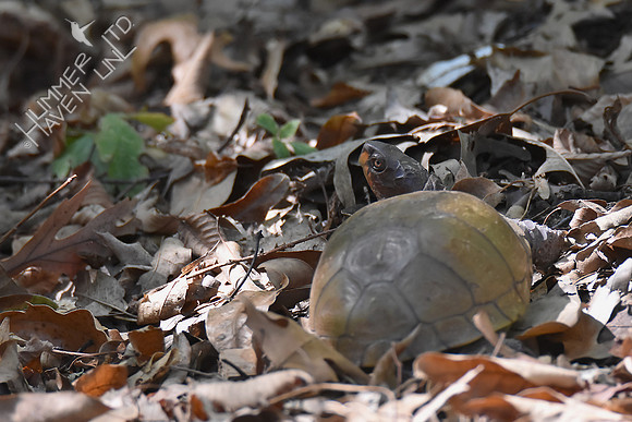 Three-toed Box Turtle 9-30-17