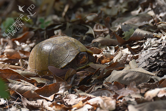Three-toed Box Turtle 9-30-17