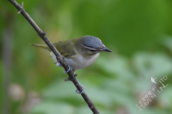 Red-eyed Vireo 10-1-17