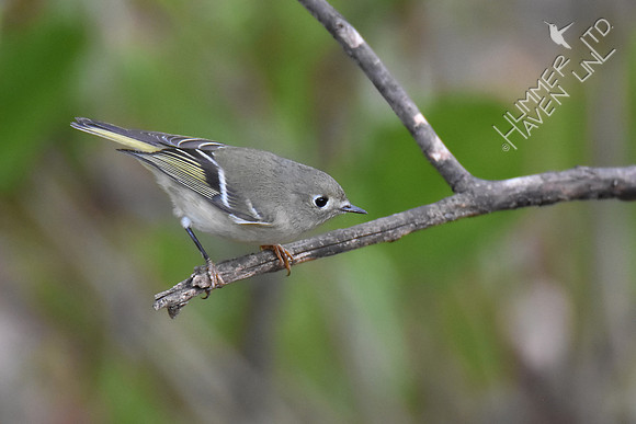 Ruby-crowned Kinglet 10-1-17