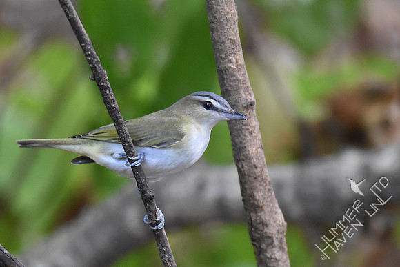 Red-eyed Vireo 10-1-17