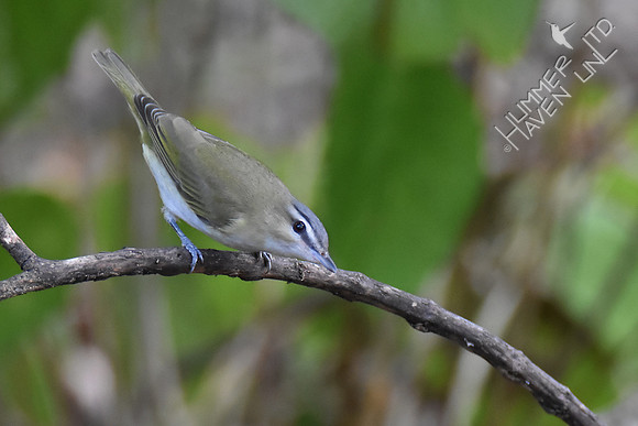 Red-eyed Vireo 10-1-17