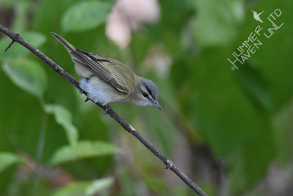 Red-eyed Vireo 10-1-17