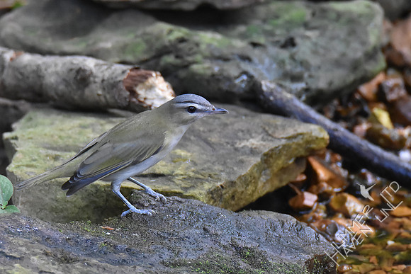 Red-eyed Vireo 10-1-17