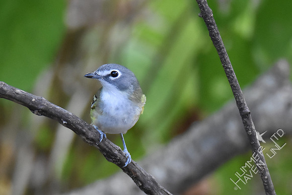 Blue-headed Vireo 10-1-17