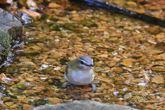 Red-eyed Vireo 10-1-17