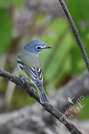 Blue-headed Vireo 10-1-17