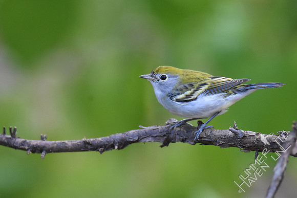 Chestnut-sided Warbler female 10-1-17