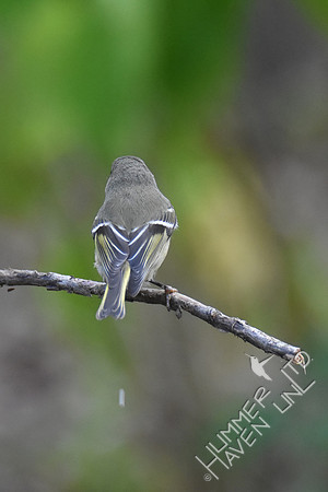 Ruby-crowned Kinglet 10-1-17