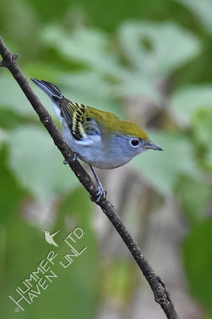 Chestnut-sided Warbler female 10-1-17