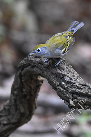Chestnut-sided Warbler female 10-1-17