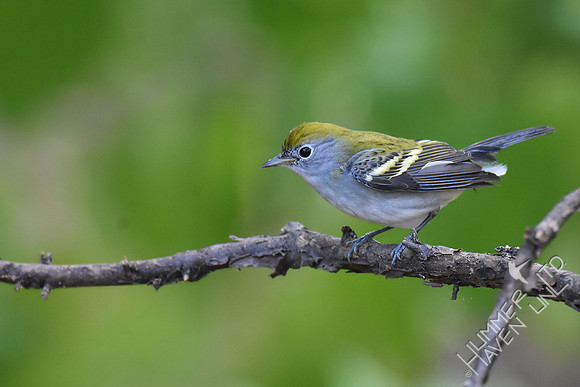 Chestnut-sided Warbler female 10-1-17
