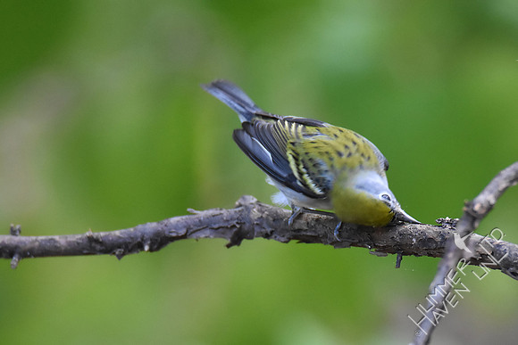 Chestnut-sided Warbler female 10-1-17