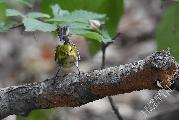 Black-throated Green Warbler   10-1-17