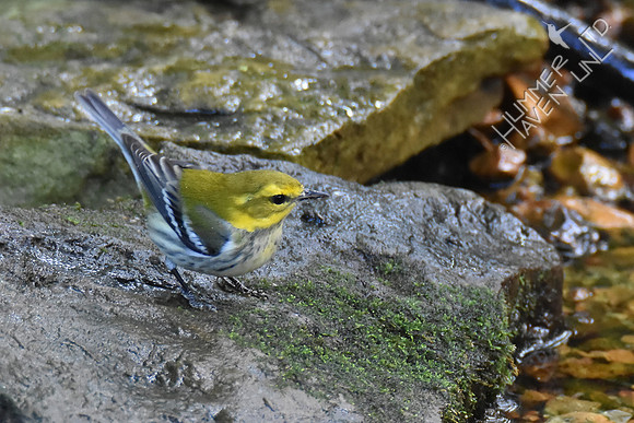 Black-throated Green Warbler   10-1-17