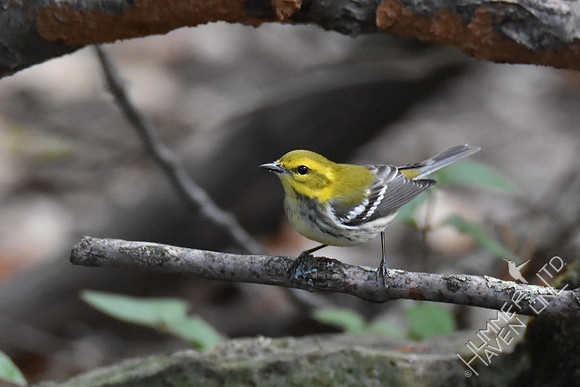 Black-throated Green Warbler   10-1-17