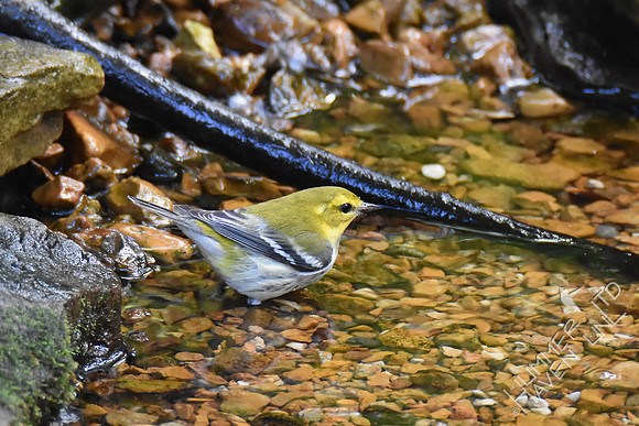 Black-throated Green Warbler   10-1-17