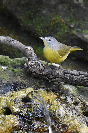 Nashville Warbler 10-1-17