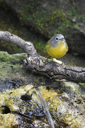 Nashville Warbler 10-1-17