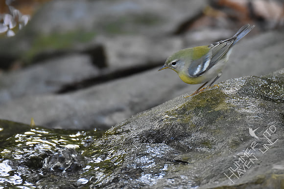 Northern Parula female 10-2-17