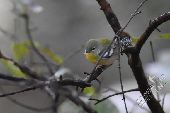 Northern Parula female 10-2-17
