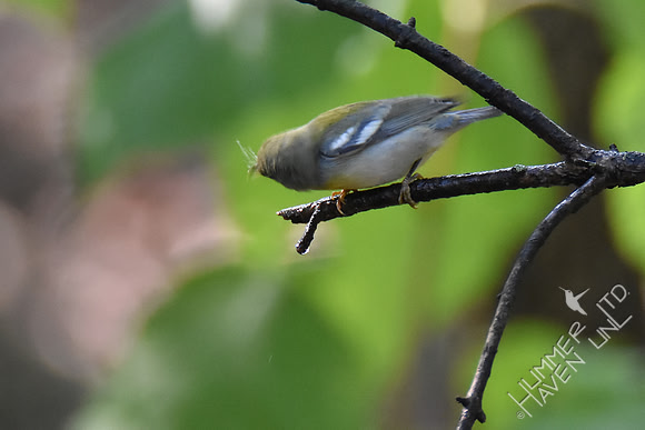 Northern Parula female 10-2-17