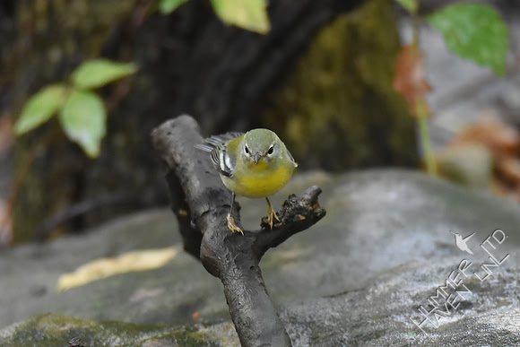 Northern Parula female 10-2-17