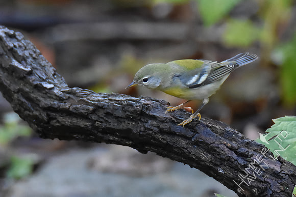 Northern Parula female 10-2-17