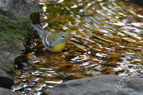 Northern Parula female 10-2-17