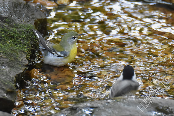 Northern Parula female and Carolina Chickadee 10-2-17