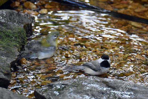 Northern Parula female and Carolina Chickadee 10-2-17