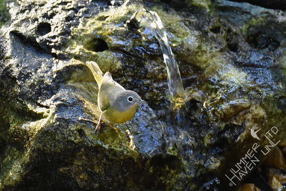 Nashville Warbler 10-2-17