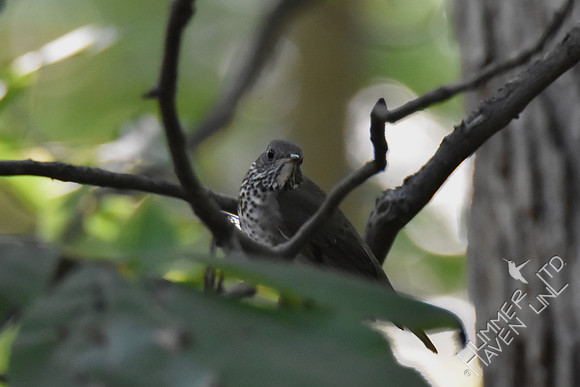 Gray-cheeked Thrush 10-2-17
