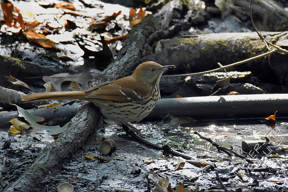 Brown Thrasher 10-2-17