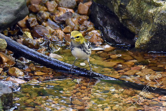 Black-throated Green Warbler 10-2-17