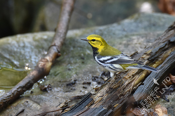 Black-throated Green Warbler 10-2-17
