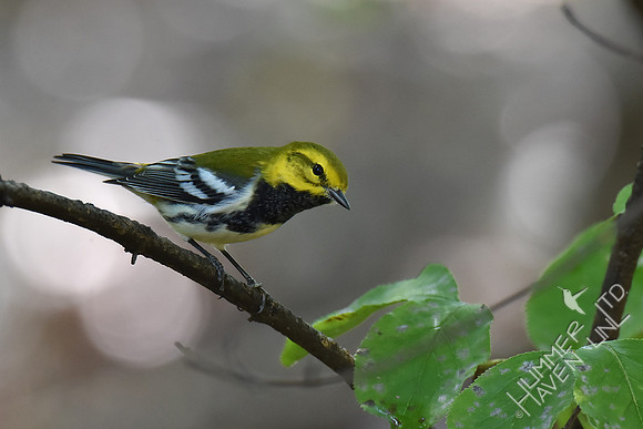 Black-throated Green Warbler 10-2-17