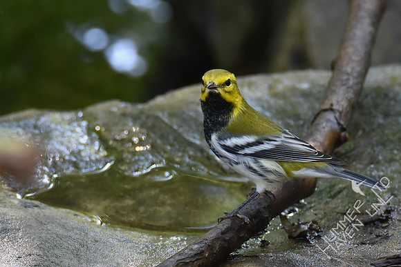 Black-throated Green Warbler 10-2-17