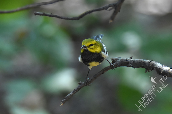 Black-throated Green Warbler 10-2-17