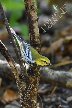 Black-throated Green Warbler 10-2-17