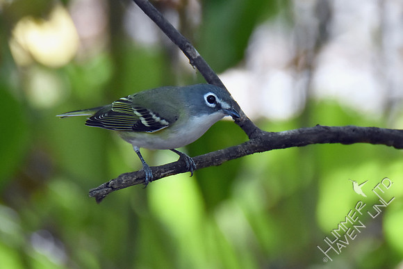 Blue-headed Vireo 10-2-17