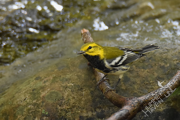 Black-throated Green Warbler 10-2-17