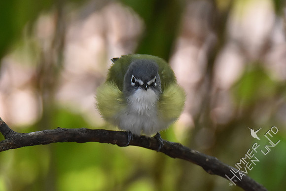 Blue-headed Vireo 10-2-17