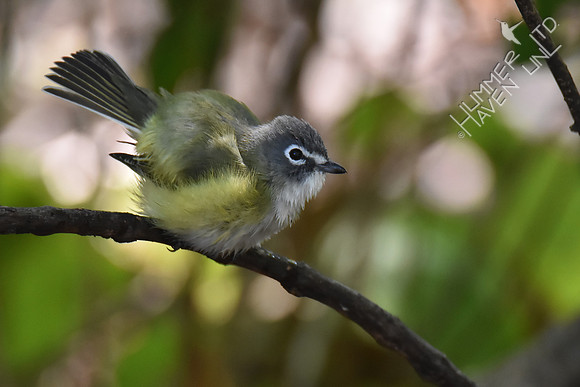 Blue-headed Vireo 10-2-17