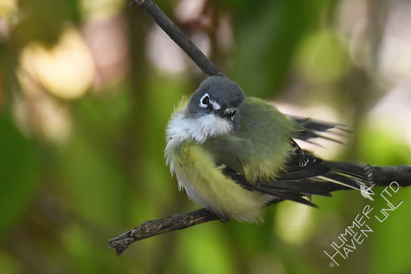 Blue-headed Vireo 10-2-17
