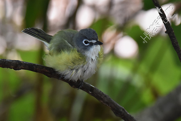 Blue-headed Vireo 10-2-17