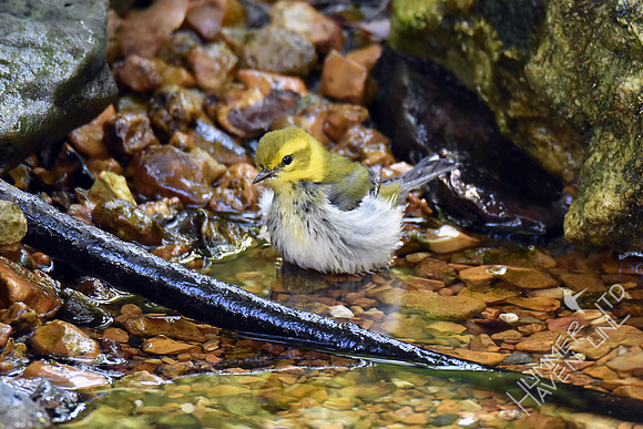 Black-throated Green Warbler 10-2-17